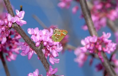 Olive Hairstreak (Mitoura gryneus)