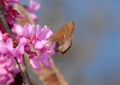 Henry's Elfin (Incisalia henrici)