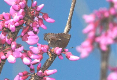 Henry's Elfin (Incisalia henrici)