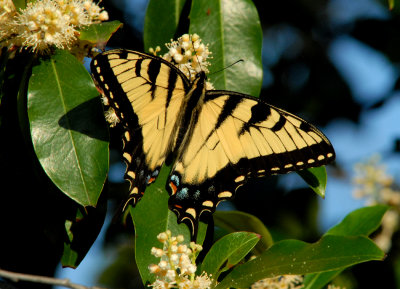 Male Eastern Tiger Swallowtail (Pailio glaucus)