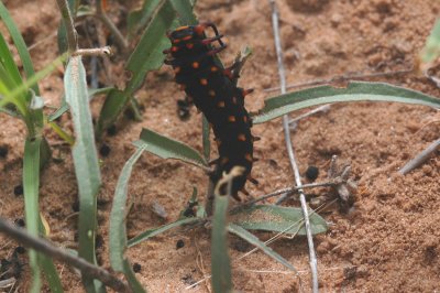 Pipevine Swallowtail (Battus philenor) Lava