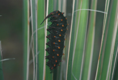 Pipevine swallotail (Battus philenor) larva