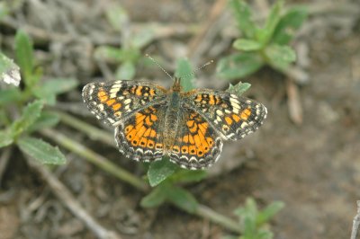 Phaon Crescent (Phyciodes phaon)