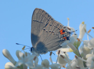 Grey Hairstreak