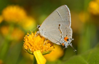 Grey Hairstreak