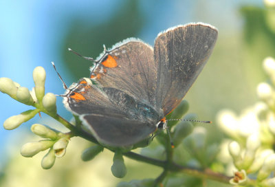 Grey Hairstreak