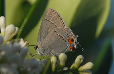 Grey Hairstreak