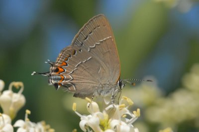 Northern Hairstreak