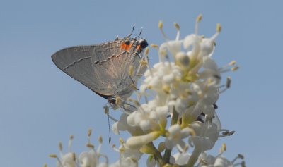 Grey Hairstreak