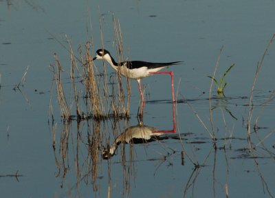 Black Neced Stilt reflection