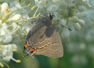 Northern Hairstreak