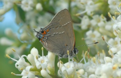 Northern Hairstreak