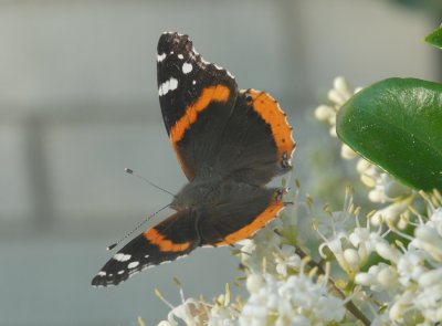 Red Admiral