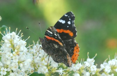 Red Admiral