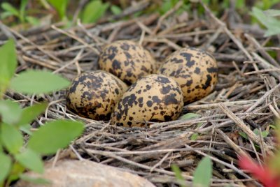 Black Necked Stilt nest and eggs