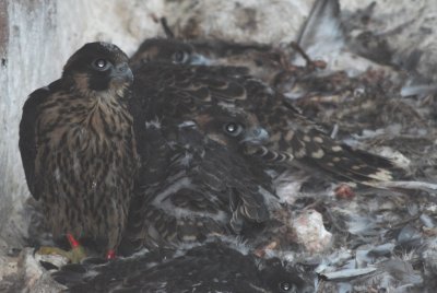 Peregrine falcon nestlings