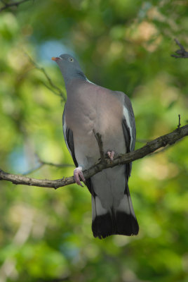 Wood Pigeon