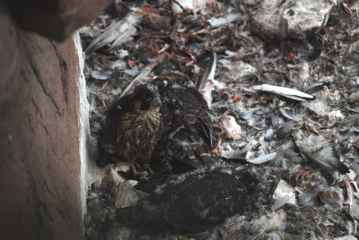 Peregrine Falcon nestlings