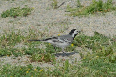 White Wagtail