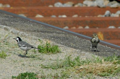 White wagtail and fledgeling