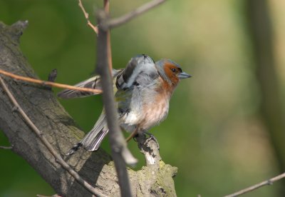 Chaffinch doing a morning stretch