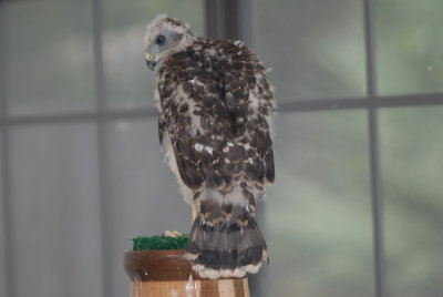 Female Cooper's hawk fledgling
