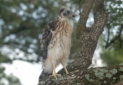 Female Cooper's Hawk Fledgling