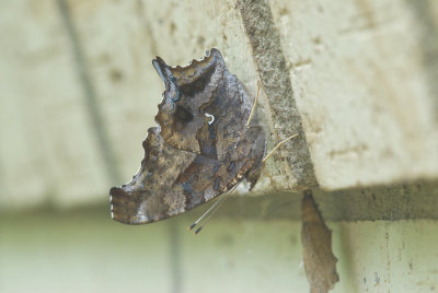 Comma Butterfly (Polygonia comma)