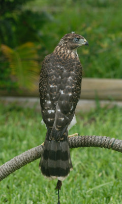 My female Cooper's Hawk 'Judith'
