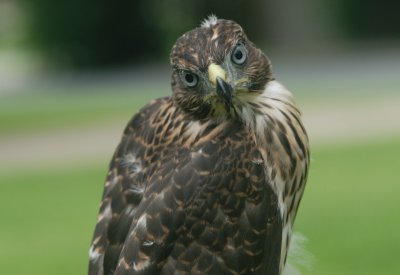 Judith My female Cooper's Hawk