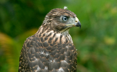 My female Cooper's hawk