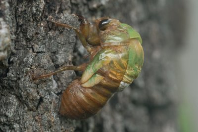 Emerging Annual Cicada