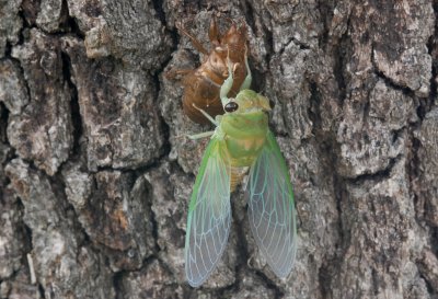 Emerging Annual Cicada
