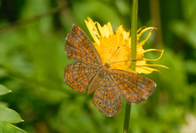 Guadalupe Metalmark (Calephelis guadalupe)