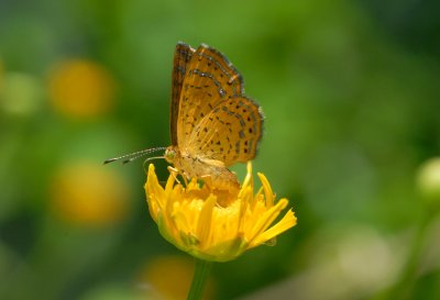 Guadalupe Metalmark