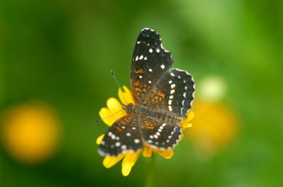 Texan Crescent (Phyciodes texana)