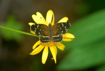 Texas Crescent (Pyciodes texana)