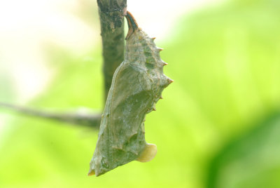 Question Mark Butterfly (chrysalid)