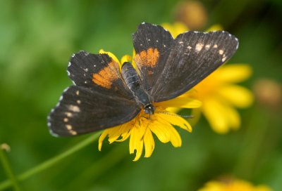 Chlosyne lacinia adjutrix (aberrant) 'Scudders patch '