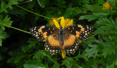 North American Butterflies and Moths