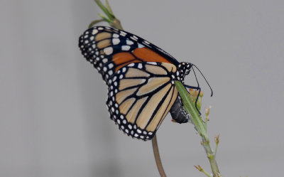 Monarch Butterfly Ovipositing on Milkweed