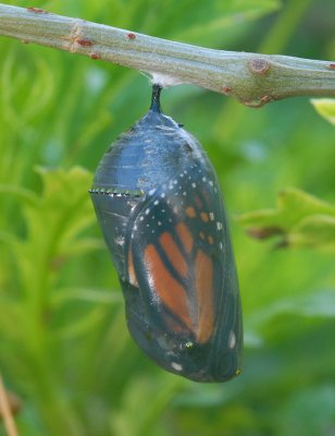 Monarch Emerging from chrysalis