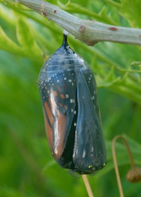 Monarch Emerging from the Chrysalis