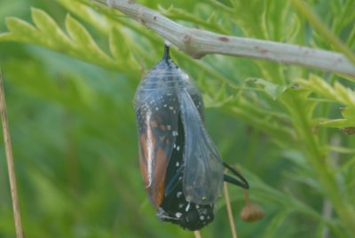 Monarch butterfly emerging