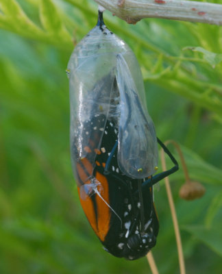 Monarch emerging from a Chysalis