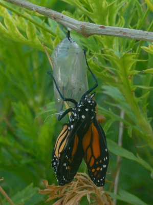 Newly emerged Monarch butterfly