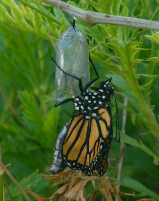 Monarch Butterfly expanding wings
