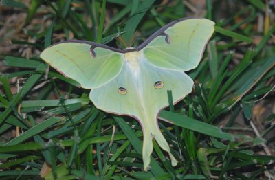 Male Luna Moth - e20070917_Luna042.jpg