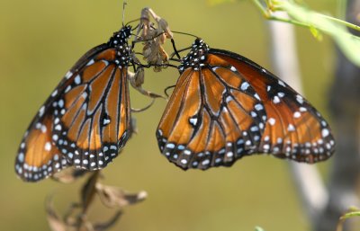 Two male Queen Butterflies