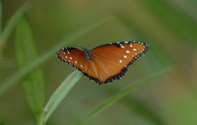 Female queen resting